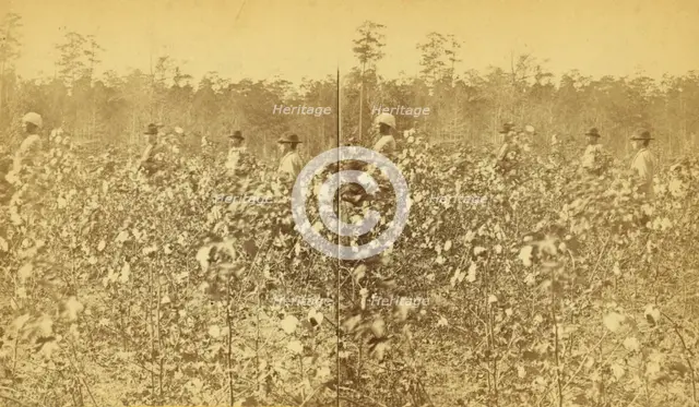 Cotton field. [Picking cotton], (1868-1900?). Creator: Unknown.