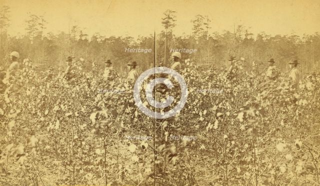 Cotton field. [Picking cotton], (1868-1900?). Creator: Unknown.