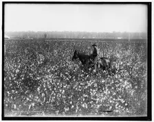 Cotton fields at Dahomey, Miss., between 1900 and 1910. Creator: Unknown
