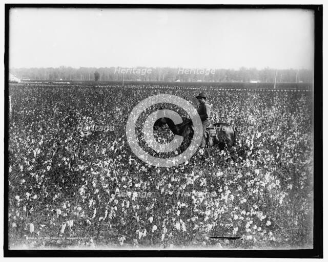 Cotton fields at Dahomey, Miss., between 1900 and 1910. Creator: Unknown.