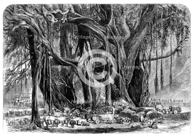 Cotton from India: a cotton convoy - night encampment under a banyan-tree, 1862. Creator: Unknown.