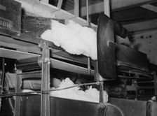 Cotton from the bale is transported by belt to...making cotton bats, Laurel, Mississippi, 1939. Creator: Dorothea Lange