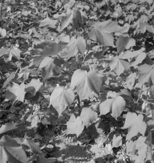 Cotton, Georgia, 1937. Creator: Dorothea Lange