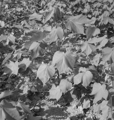 Cotton, Georgia, 1937. Creator: Dorothea Lange