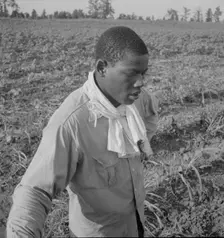 Cotton hoer, Coahoma County, Mississippi, 1937. Creator: Dorothea Lange
