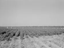 Cotton hoers on the Aldridge Plantation near Leland, Mississippi, 1937. Creator: Dorothea Lange