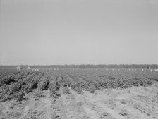 Cotton hoers on the Aldridge Plantation near Leland, Mississippi, 1937. Creator: Dorothea Lange