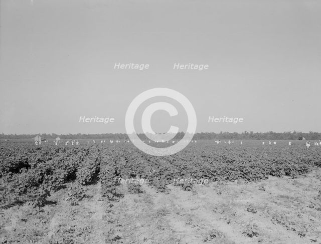 Cotton hoers on the Aldridge Plantation near Leland, Mississippi, 1937. Creator: Dorothea Lange.