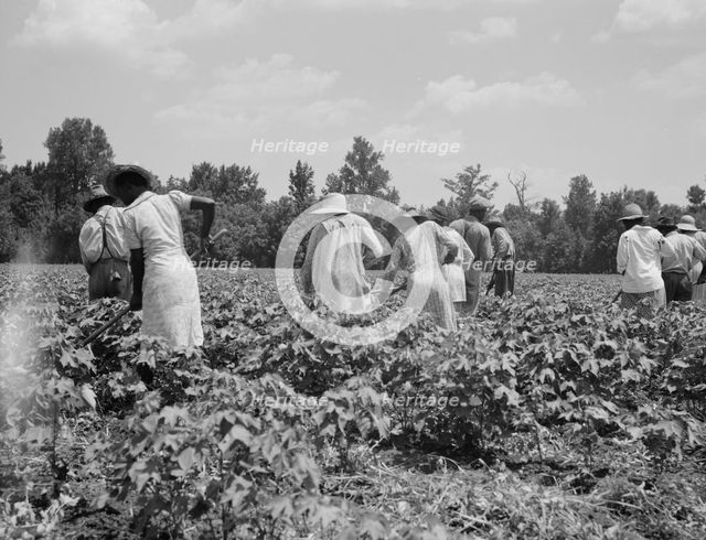 Cotton hoers on the Mississippi Delta, 1937. Creator: Dorothea Lange.