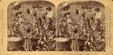 Cotton is king- A plantation scene, Georgia, 1895 (Inferred). Creator: Strohmeyer & Wyman