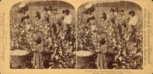 Cotton is king- A plantation scene, Georgia, 1895 (Inferred). Creator: Strohmeyer & Wyman
