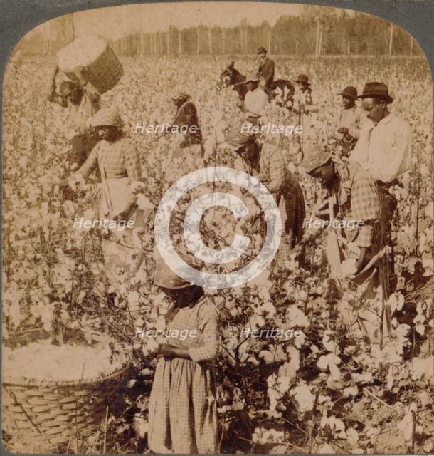 'Cotton is king - plantation scene with pickers at work. Georgia', c1900. Artist: Unknown.