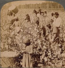 Cotton is king - plantation scene with pickers at work. Georgia c1900