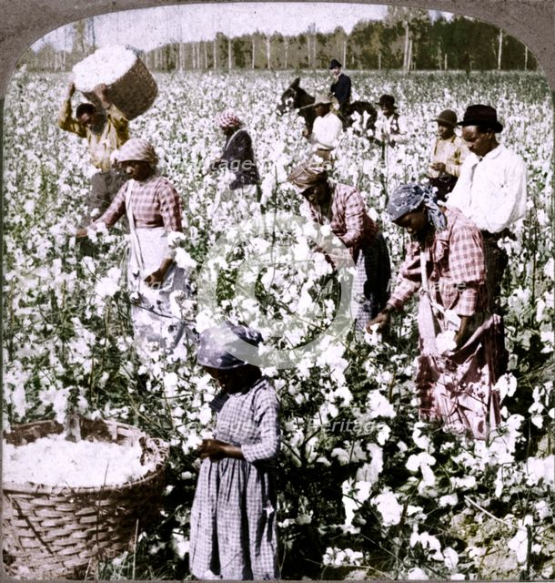 'Cotton is king - plantation scene with pickers at work. Georgia', c1900. Artist: Unknown.