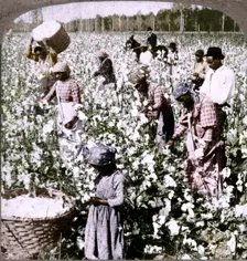 Cotton is king - plantation scene with pickers at work. Georgia c1900