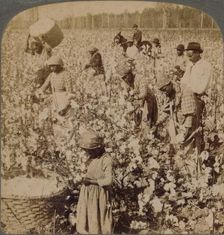 Cotton is king - plantation scene with pickers at work. Georgia c1900