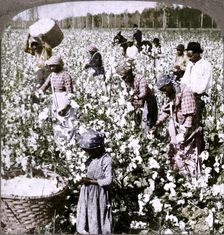 Cotton is king - plantation scene with pickers at work. Georgia c1900