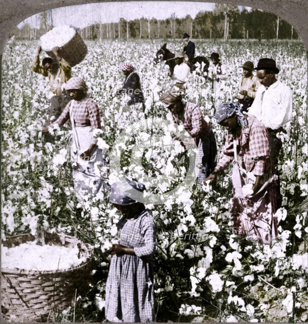 'Cotton is king - plantation scene with pickers at work. Georgia', c1900. Artist: Unknown.