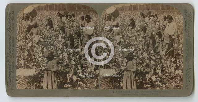 Cotton is King - Plantation Scene, Georgia, 1895. Creator: Strohmeyer & Wyman.