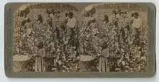 Cotton is King - Plantation Scene, Georgia, 1895. Creator: Strohmeyer & Wyman