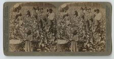 Cotton is King - Plantation Scene, Georgia, 1895. Creator: Strohmeyer & Wyman
