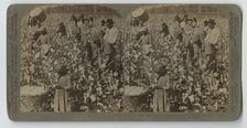 Cotton is King - Plantation Scene, Georgia, 1895. Creator: Strohmeyer & Wyman