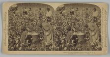 Cotton is King, Plantation Scene, Georgia, U. S. A., 1895. Creator: Strohmeyer & Wyman