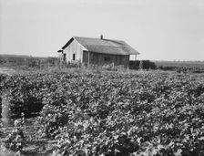 Cotton is planted close to the abandoned cabins, Aldridge Plantation, Mississippi, 1937. Creator: Dorothea Lange