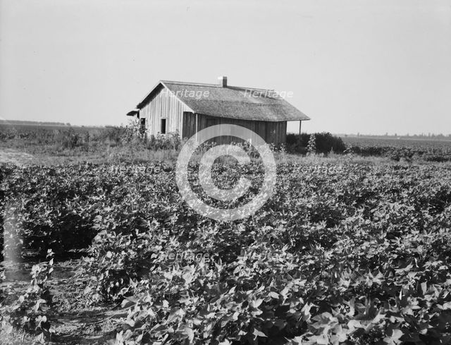 Cotton is planted close to the abandoned cabins, Aldridge Plantation, Mississippi, 1937. Creator: Dorothea Lange.