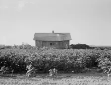 Cotton is planted close to the abandoned cabins, Aldridge Plantation, Mississippi, 1937. Creator: Dorothea Lange