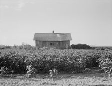 Cotton is planted close to the abandoned cabins, Aldridge Plantation, Mississippi, 1937. Creator: Dorothea Lange