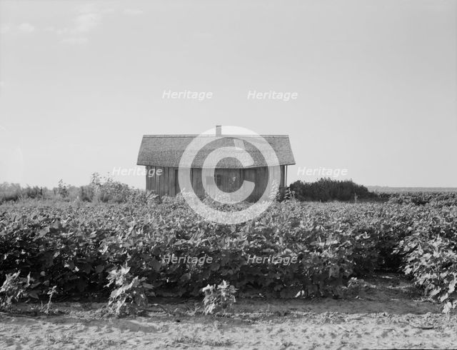 Cotton is planted close to the abandoned cabins, Aldridge Plantation, Mississippi, 1937. Creator: Dorothea Lange.