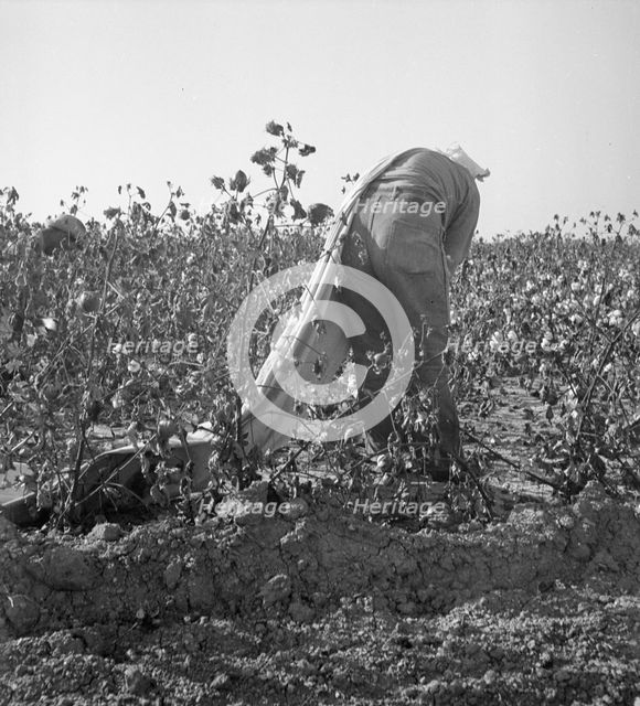 Cotton picker, San Joaquin Valley, California, 1936. Creator: Dorothea Lange.