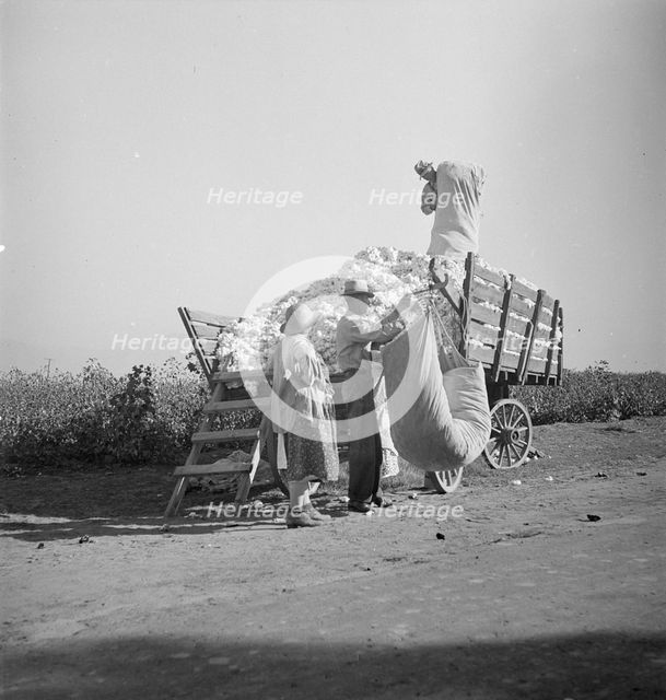 Cotton picker, San Joaquin Valley, California, 1936. Creator: Dorothea Lange.