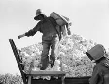 Cotton picker, San Joaquin Valley, California, 1936. Creator: Dorothea Lange