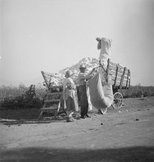 Cotton picker, San Joaquin Valley, California, 1936. Creator: Dorothea Lange