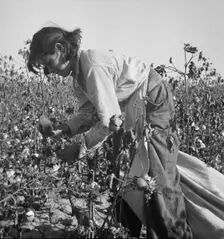 Cotton picker, Southern San Joaquin Valley, California, 1936. Creator: Dorothea Lange