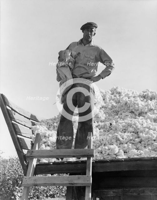 Cotton picker, Southern San Joaquin Valley, California, 1936. Creator: Dorothea Lange.