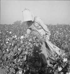 Cotton picker, Southern San Joaquin Valley, California, 1936. Creator: Dorothea Lange