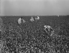 Cotton pickers at work in the southern San Joaquin Valley, California, 1936. Creator: Dorothea Lange