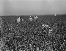 Cotton pickers at work in the southern San Joaquin Valley, California, 1936. Creator: Dorothea Lange