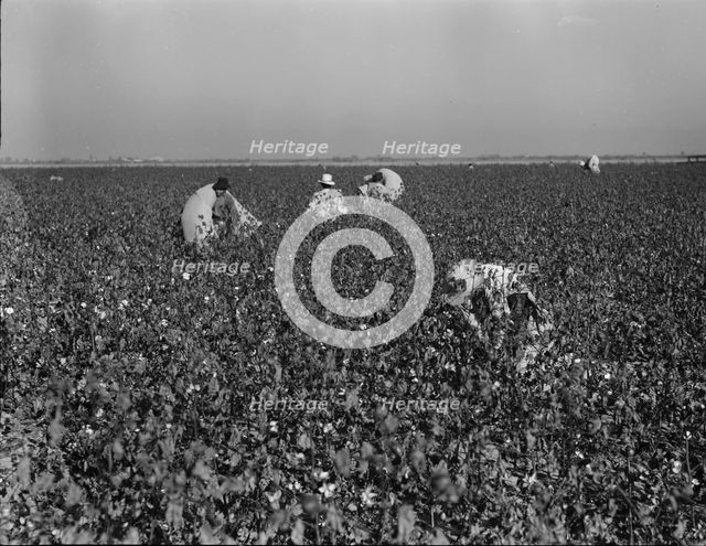Cotton pickers at work in the southern San Joaquin Valley, California, 1936. Creator: Dorothea Lange.