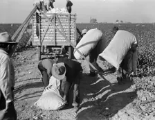 Cotton pickers bringing in their "pick" to be weighed, San Joaquin Valley, California, 1936. Creator: Dorothea Lange
