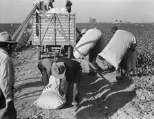 Cotton pickers bringing in their "pick" to be weighed, San Joaquin Valley, California, 1936. Creator: Dorothea Lange