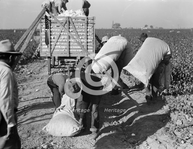 Cotton pickers bringing in their "pick" to be weighed, San Joaquin Valley, California, 1936. Creator: Dorothea Lange.