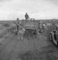 Cotton pickers emptying sacks, Kern County, California, 1938. Creator: Dorothea Lange