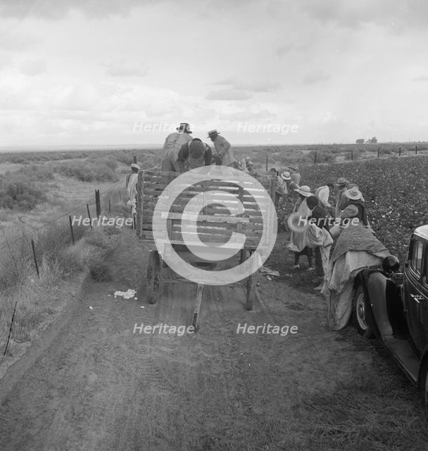Cotton pickers emptying sacks, Kern County, California, 1938. Creator: Dorothea Lange.
