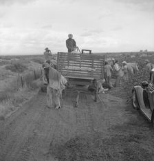 Cotton pickers emptying sacks, Kern County, California, 1938. Creator: Dorothea Lange