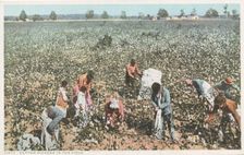 Cotton Pickers in the Field, 1907 - 1908. Creator: Detroit Publishing Company