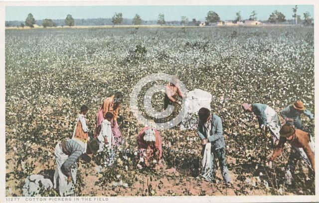 Cotton Pickers in the Field, 1907 - 1908. Creator: Detroit Publishing Company.